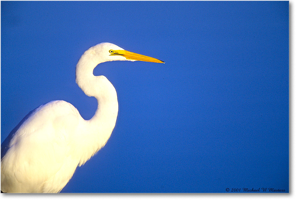 GreatEgret_ChincoNWR_2001Jun_F18 copy