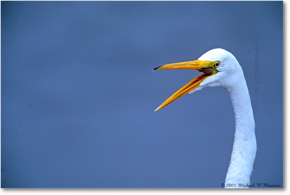 GreatEgret_ChincoNWR_2001Jun_F18b copy