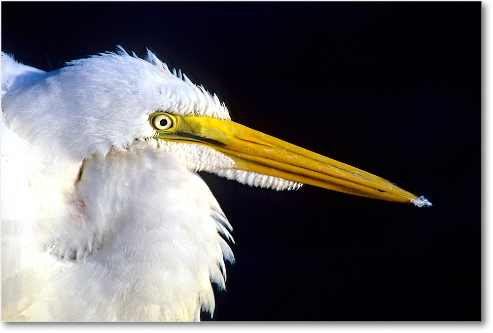 GreatEgret_ChincoNWR_2001Jun_F21 copy