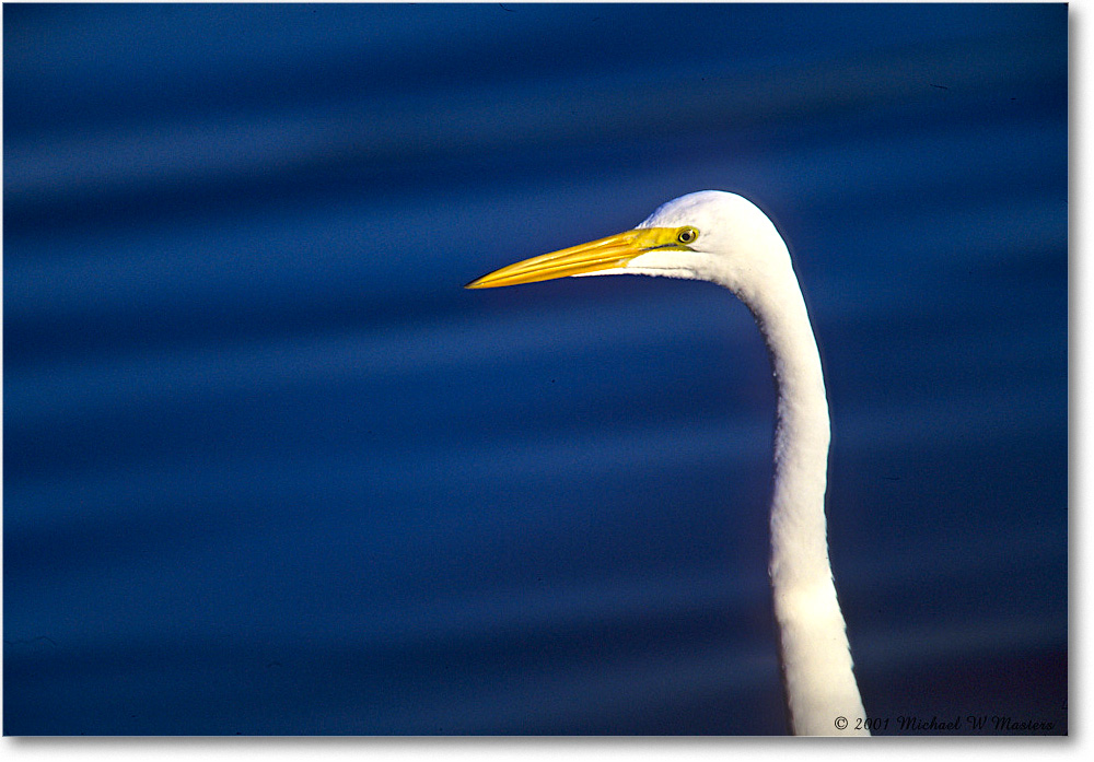 GreatEgret_ChincoNWR_2001Jun_F22 copy