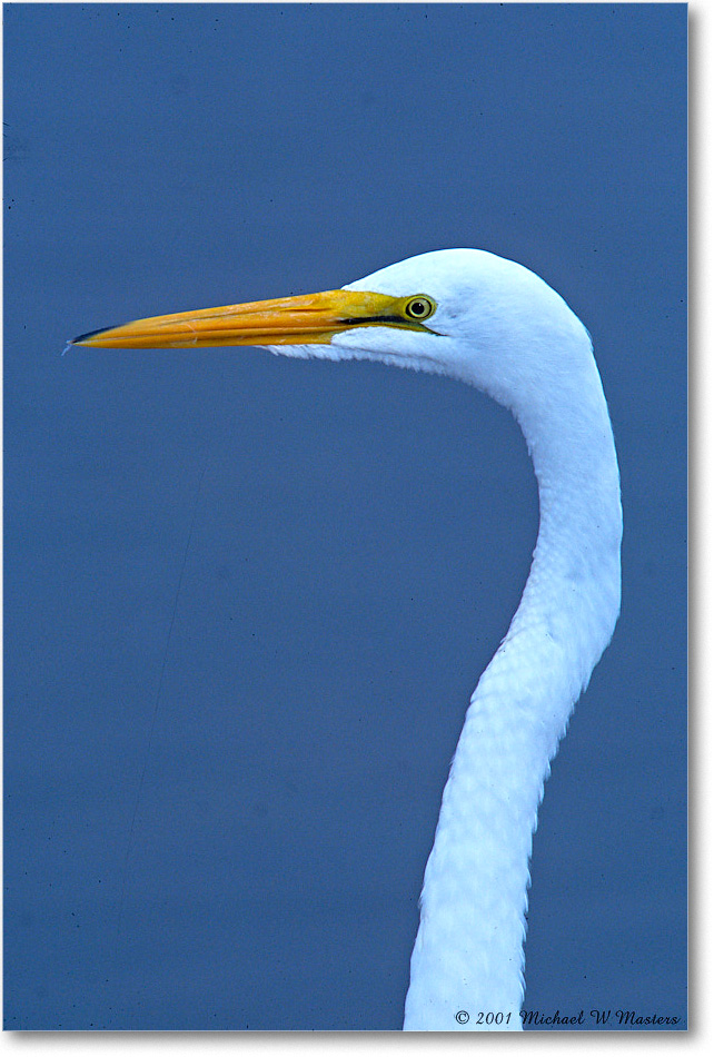 GreatEgret_ChincoNWR_2001Jun_F23 copy
