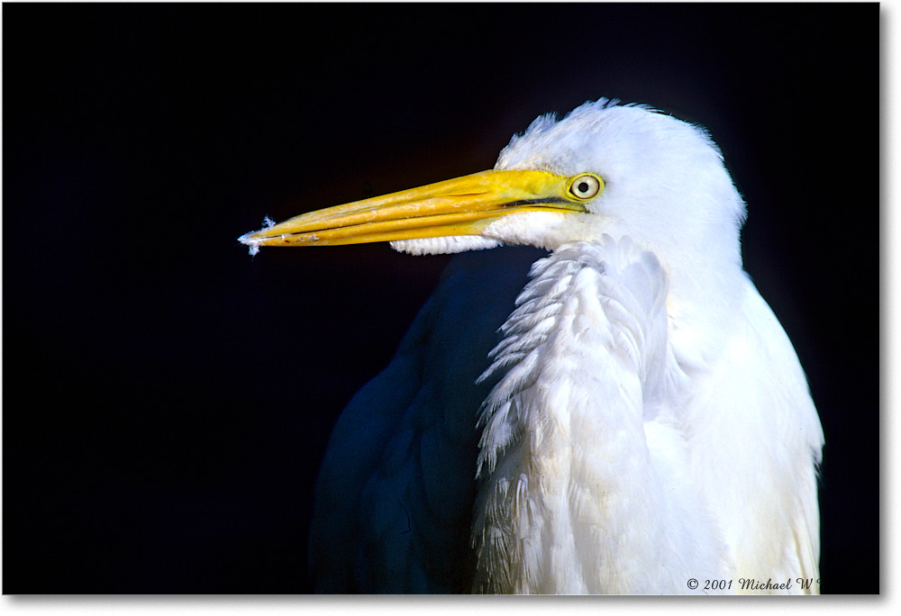 GreatEgret_ChincoNWR_2001Jun_F25 copy