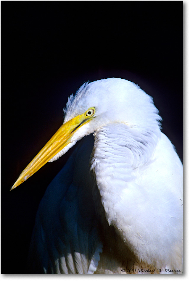 GreatEgret_ChincoNWR_2001Jun_F28 copy