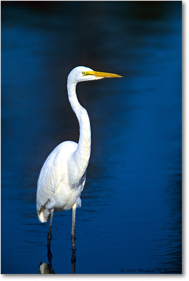 GreatEgret_ChincoNWR_2001Jun_F28b copy
