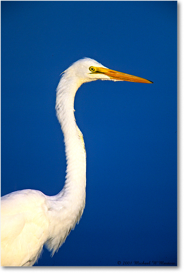 GreatEgret_ChincoNWR_2001Jun_F31 copy