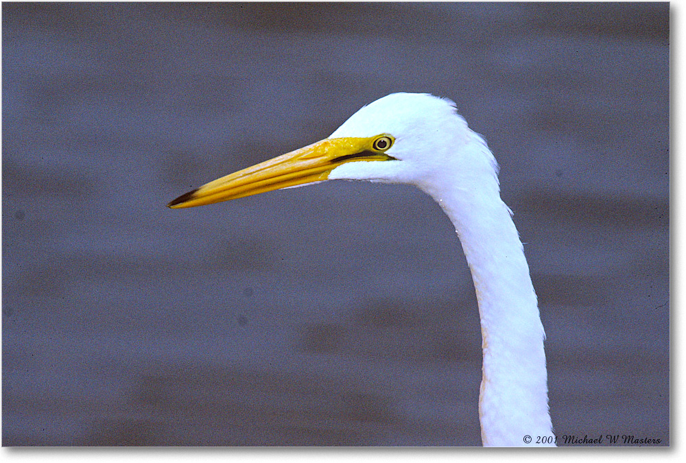GreatEgret_ChincoNWR_2001Jun_F34 copy