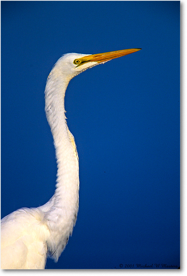 GreatEgret_ChincoNWR_2001Jun_F35 copy
