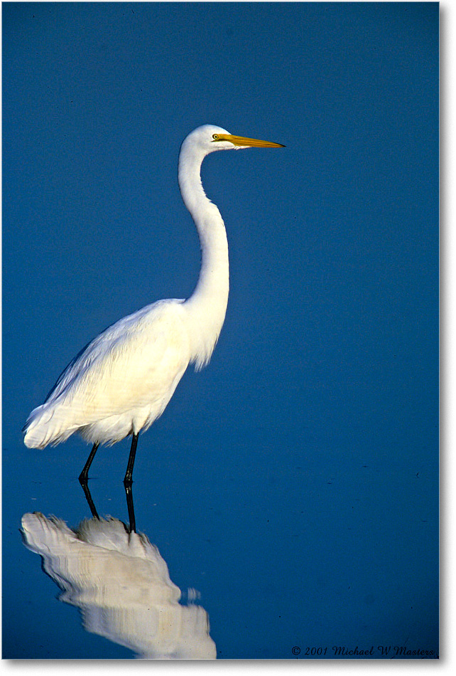 GreatEgret_ChincoNWR_2001Jun_F35b copy