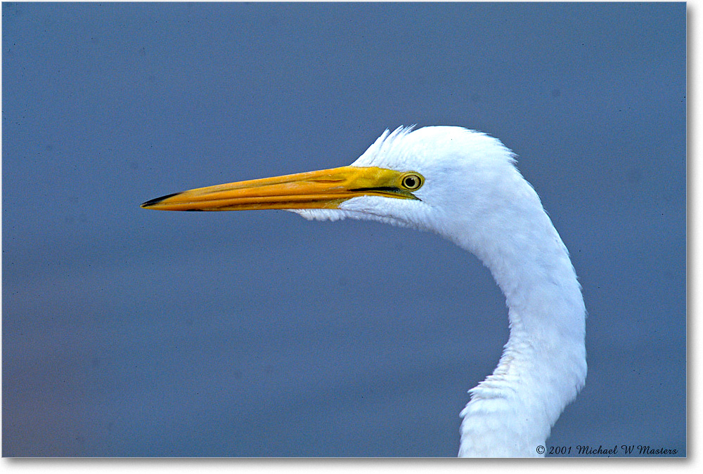 GreatEgret_ChincoNWR_2001Jun_F36 copy