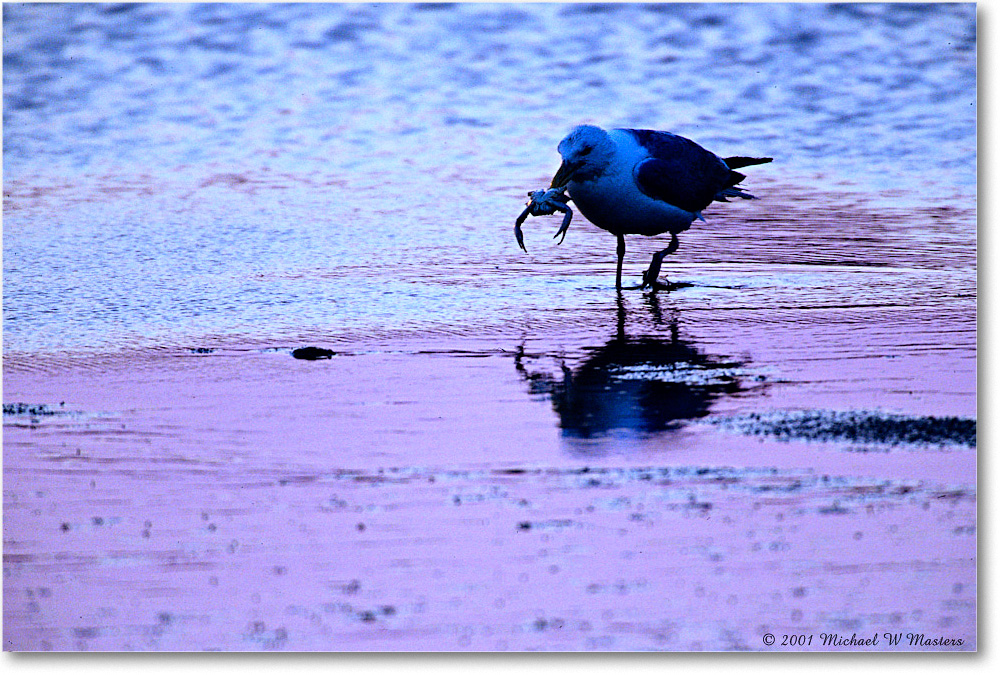 Gull&CrabPreDawn_ChincoNWR_2001Jun_F07 copy