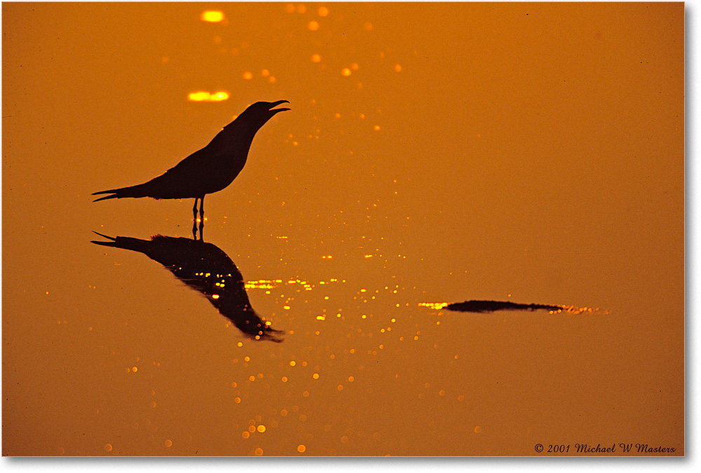 GullCallingSilhouetteSunrise_ChincoNWR_2001Jun_F19 copy