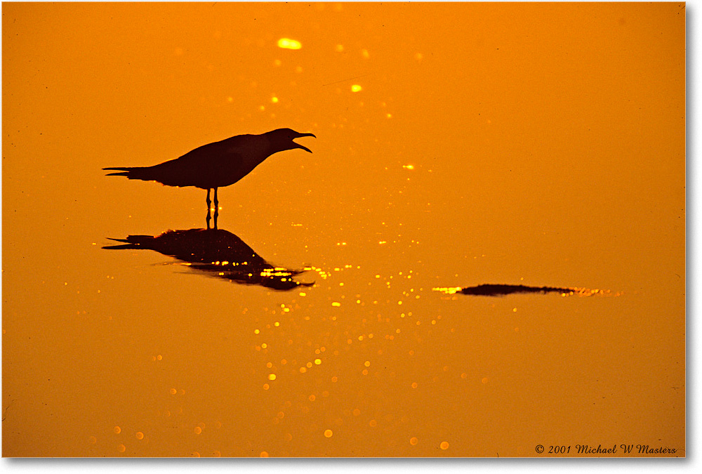 GullCallingSilhouetteSunrise_ChincoNWR_2001Jun_F24 copy