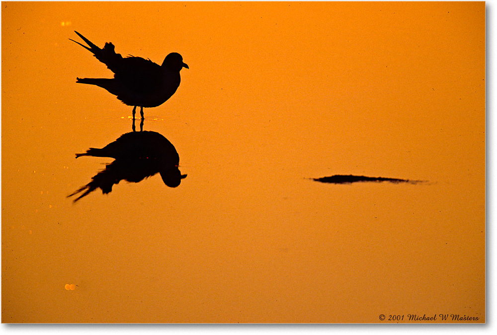 GullRufflingSilhouetteSunrise_ChincoNWR_2001Jun_F06 copy