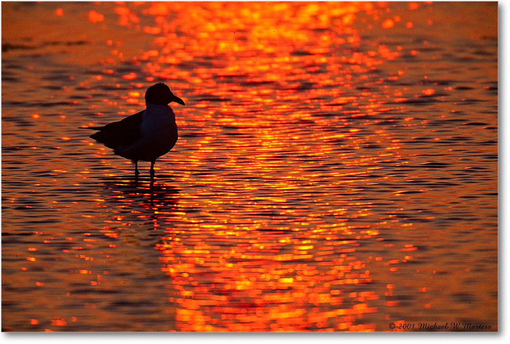 GullSilhouetteSunrise_ChincoNWR_2001Jun_F copy