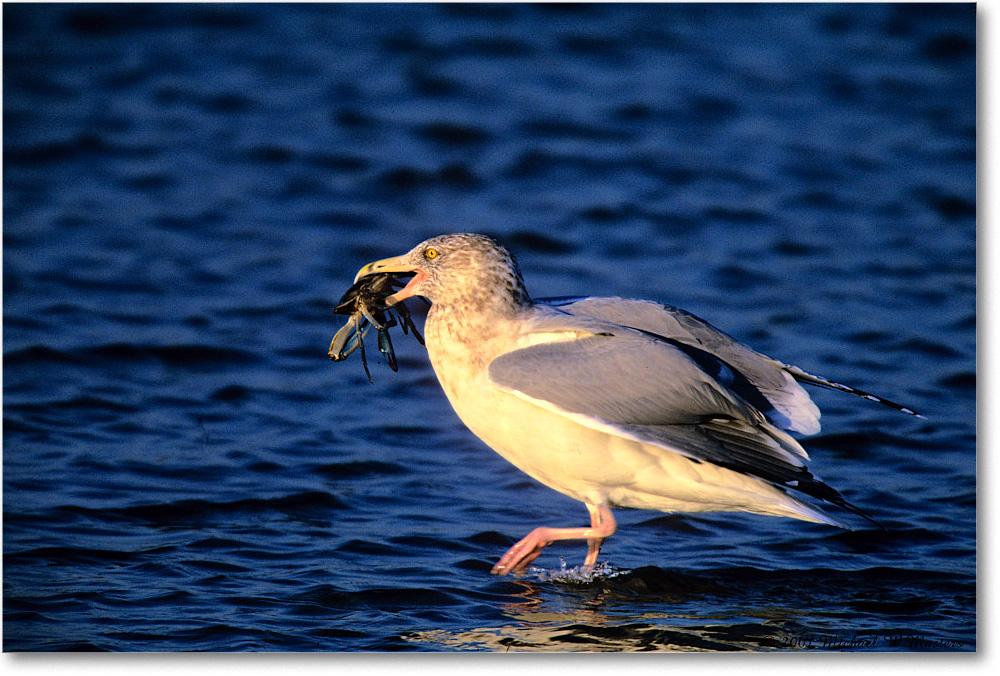 HerringGull&Crab_ChincoNWR-SC_2001Jun_F23 copy