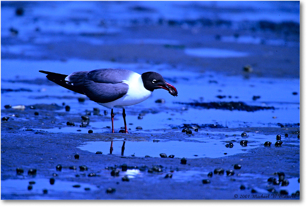 LaughingGull&Clam_Assateague-LTC_2001Jun_F26 copy