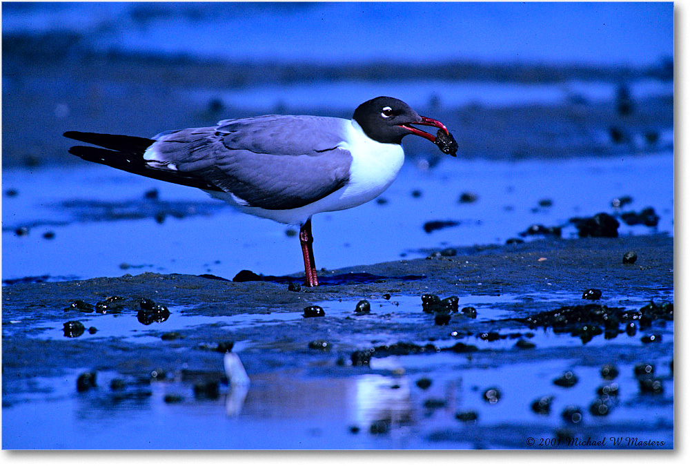 LaughingGull&Clam_Assateague-LTC_2001Jun_F27 copy
