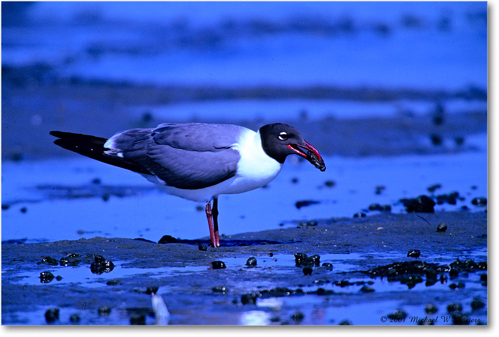 LaughingGull&Clam_Assateague-LTC_2001Jun_F32 copy