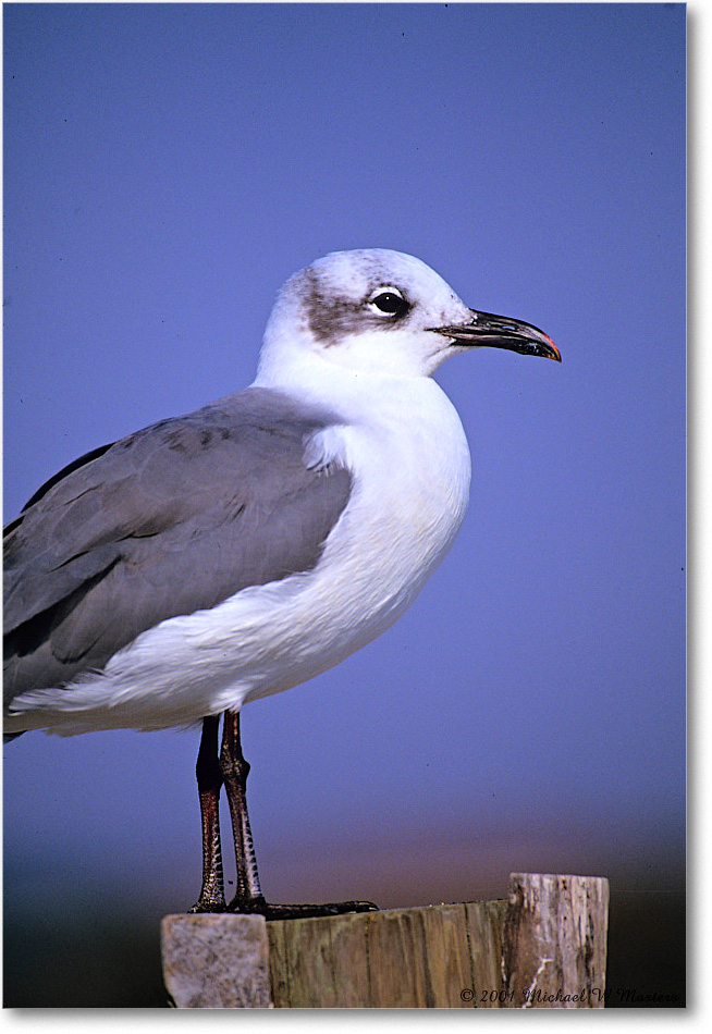 LaughingGull&Fence_Assateague_2001Jun_F12 copy