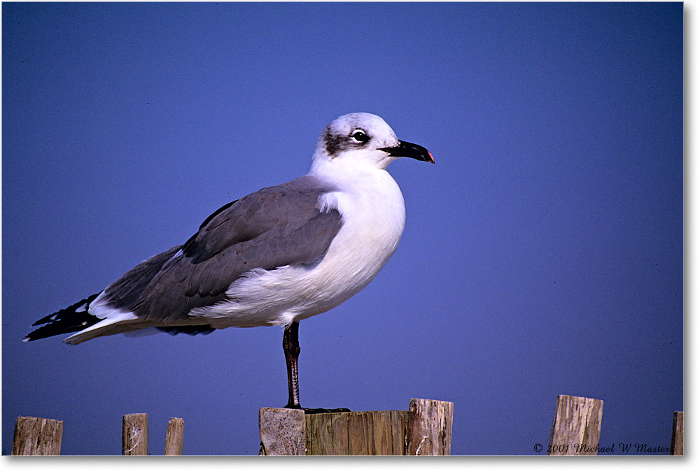 LaughingGull&Fence_Assateague_2001Jun_F14 copy