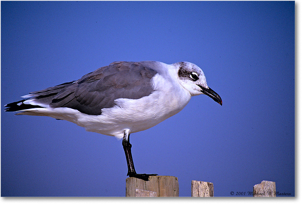 LaughingGull&Fence_Assateague_2001Jun_F24 copy
