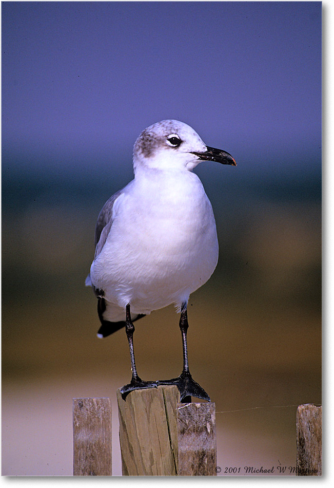 LaughingGull&Fence_Assateague_2001Jun_F29 copy