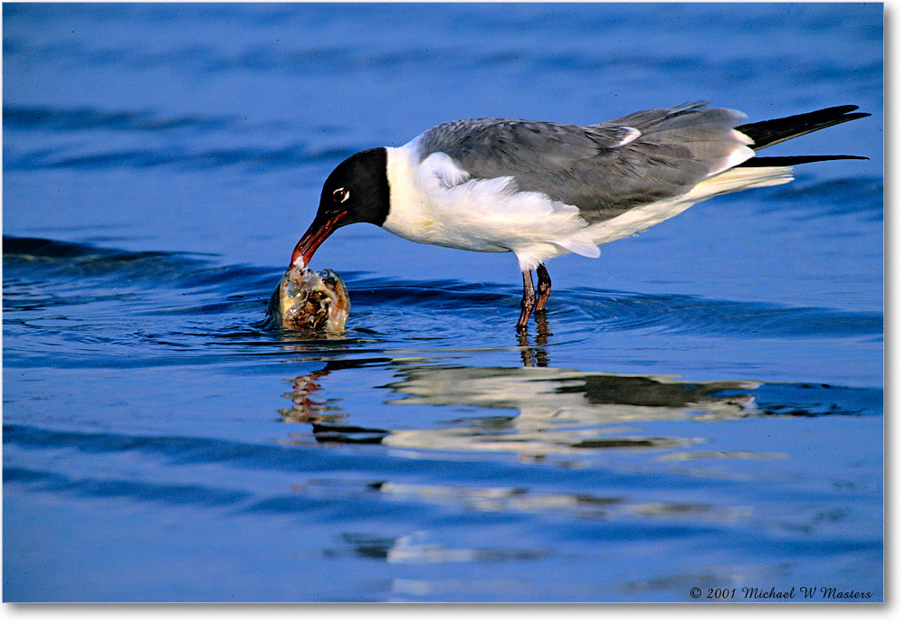LaughingGull&Fish_Assateague-LTC_2001Jun_K13 copy