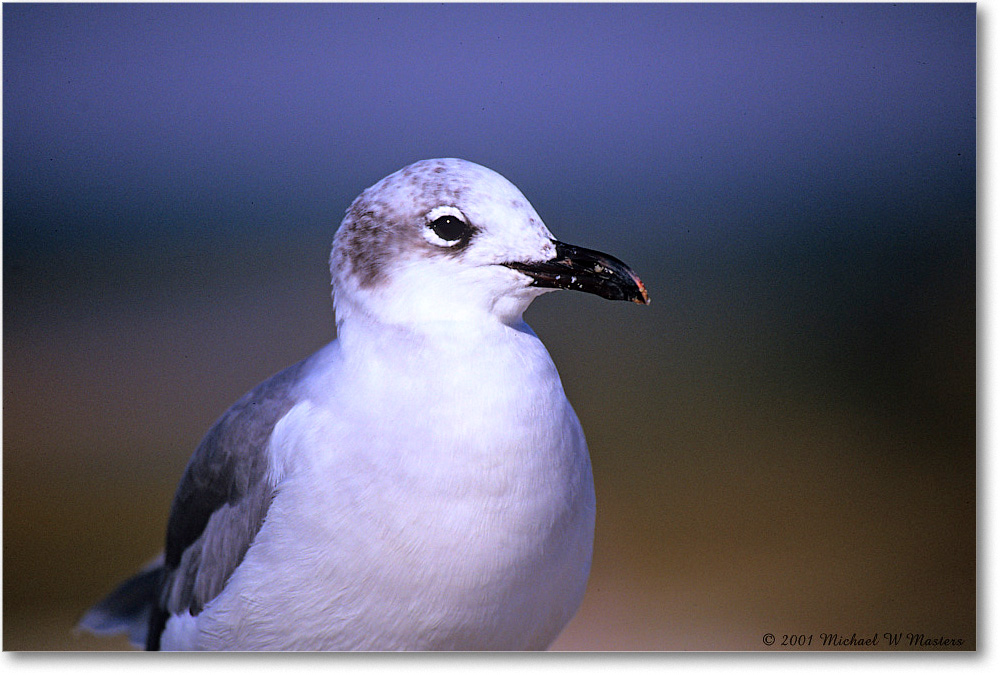 LaughingGull35_Assateague_2001Jun_F copy
