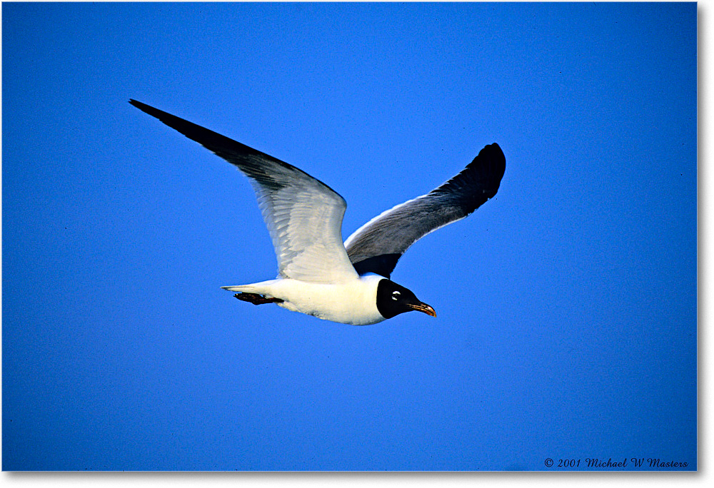 LaughingGullFlight_Assateague_2001Jun_K09 copy