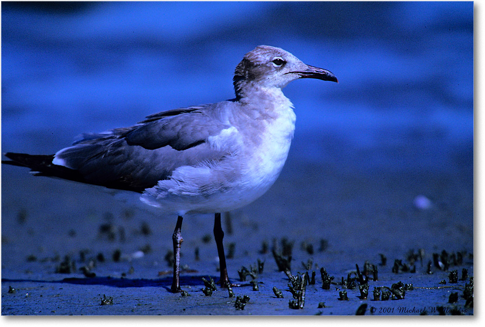 LaughingGullJuv_Assateague-LTC_2001Jun_F03 copy