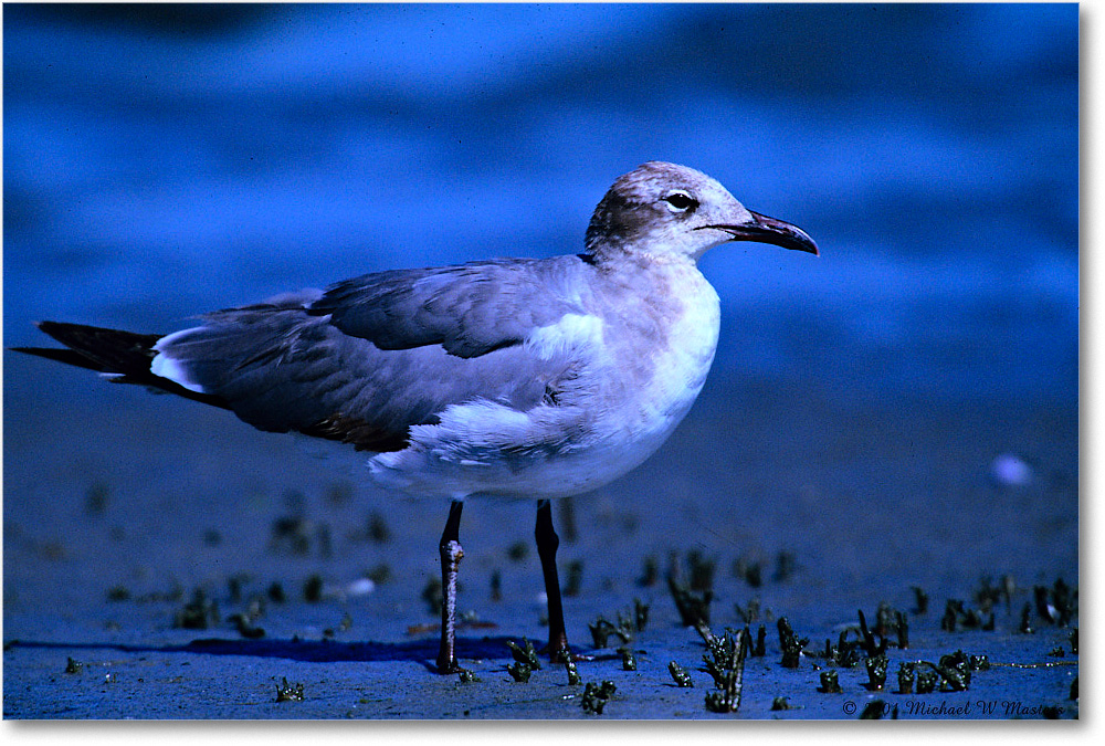 LaughingGullJuv_Assateague-LTC_2001Jun_F10 copy