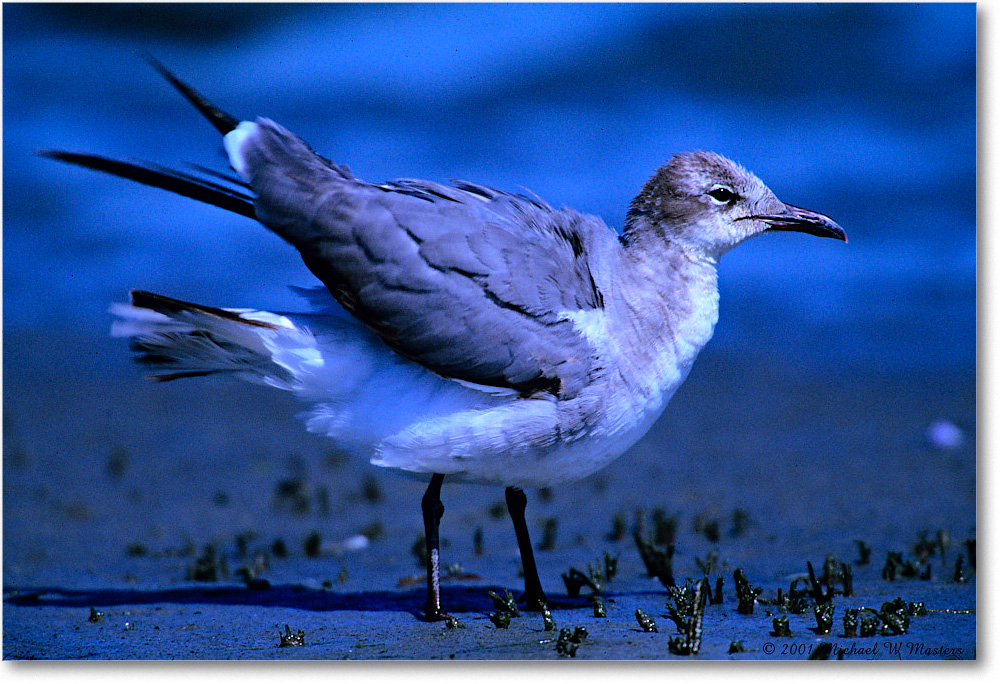 LaughingGullJuv_Assateague-LTC_2001Jun_F13 copy