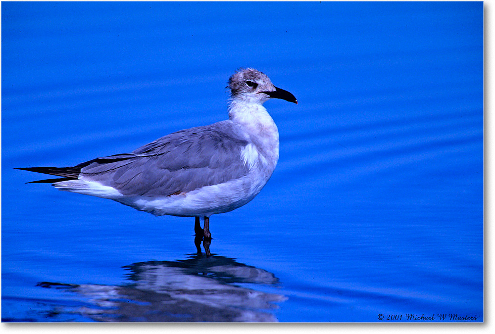 LaughingGullJuv_Assateague-LTC_2001Jun_F15 copy