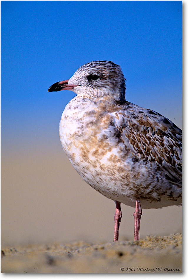 LaughingGullJuv_Assateague_2001Jun_F30 copy