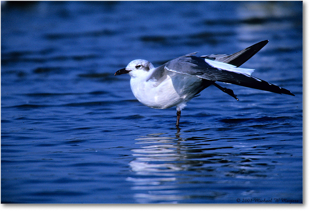 LaughingGullStretch_ChincoNWR-SC_2001Jun_F34 copy