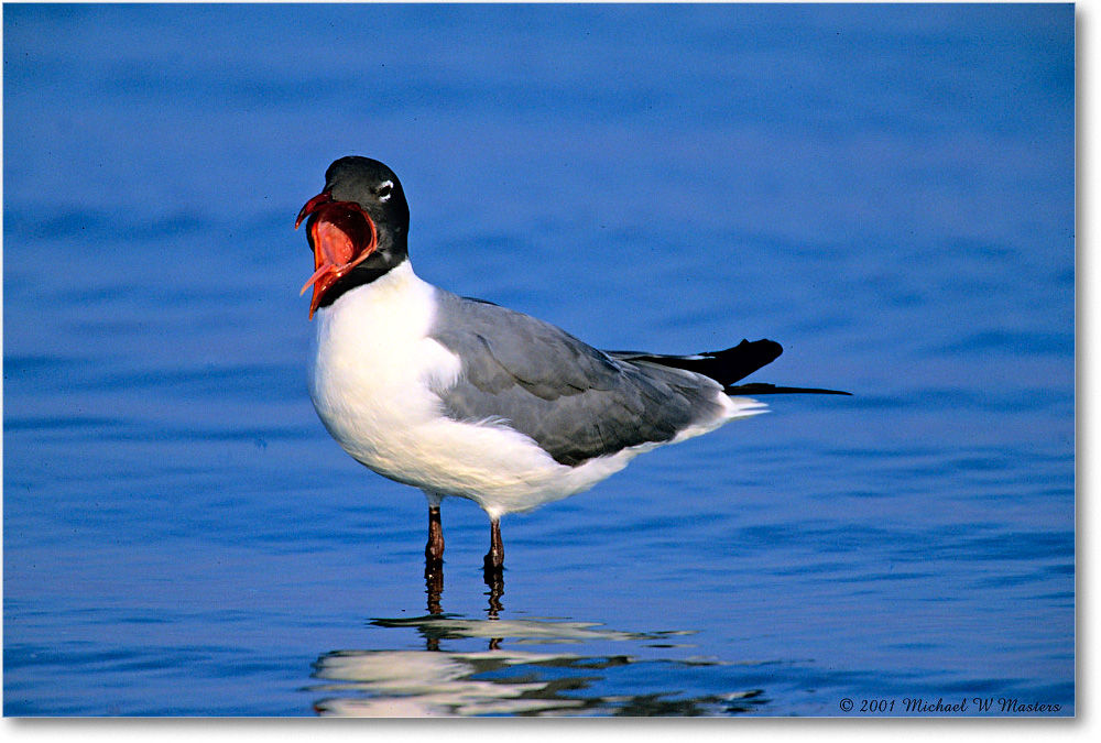 LaughingGull_Assateague-LTC_2001Jun_F06 copy