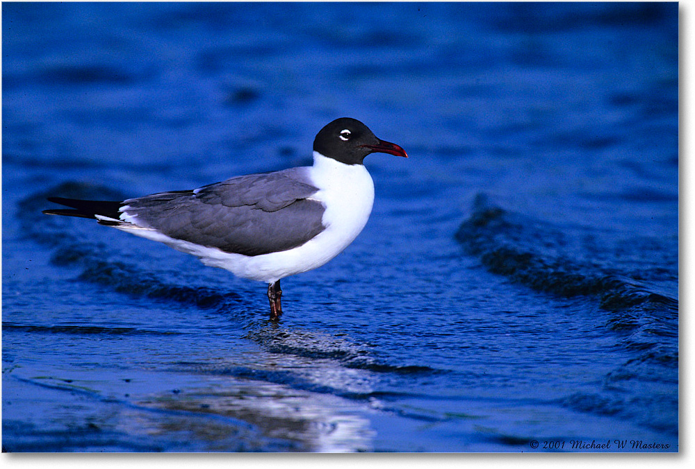 LaughingGull_Assateague-LTC_2001Jun_F08 copy