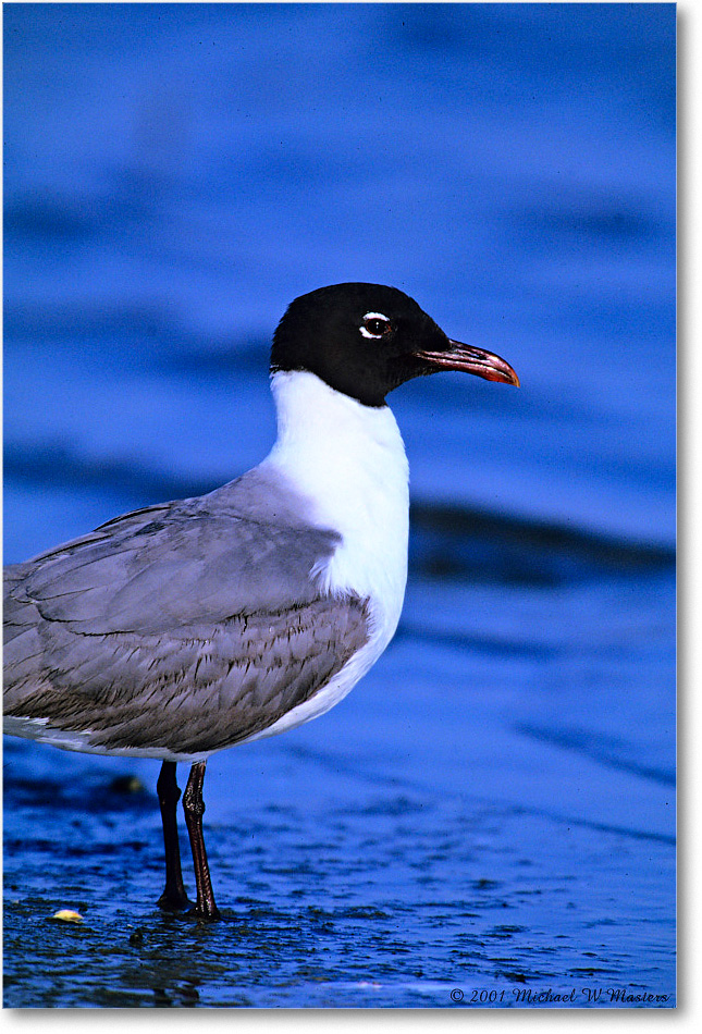 LaughingGull_Assateague-LTC_2001Jun_F20 copy