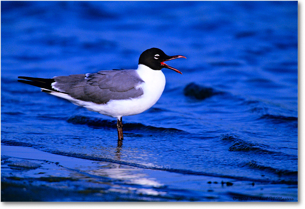 LaughingGull_Assateague-LTC_2001Jun_F27 copy