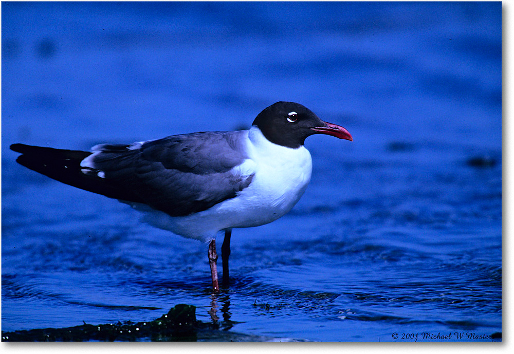 LaughingGull_Assateague-LTC_2001Jun_F31 copy
