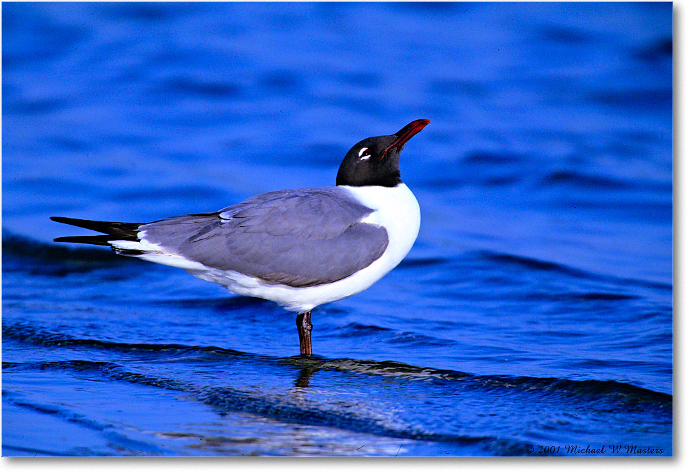 LaughingGull_Assateague-LTC_2001Jun_F31b copy