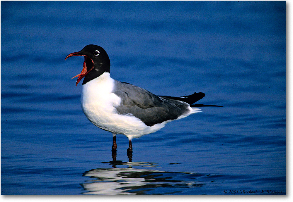 LaughingGull_Assateague-LTC_2001Jun_K05 copy