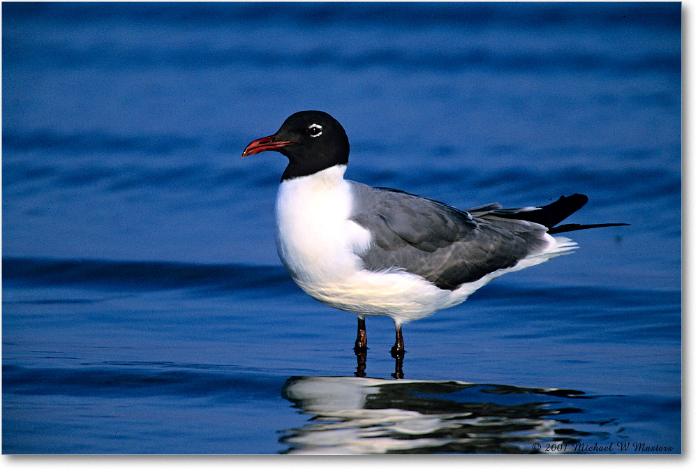 LaughingGull_Assateague-LTC_2001Jun_K12 copy