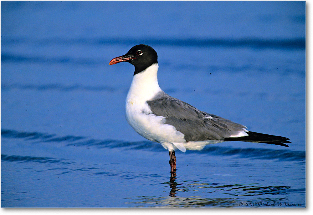 LaughingGull_Assateague-LTC_2001Jun_K18 copy