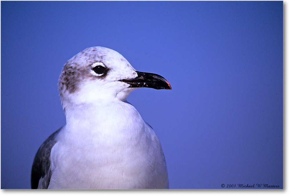 LaughingGull_Assateague_2001Jun_F03 copy