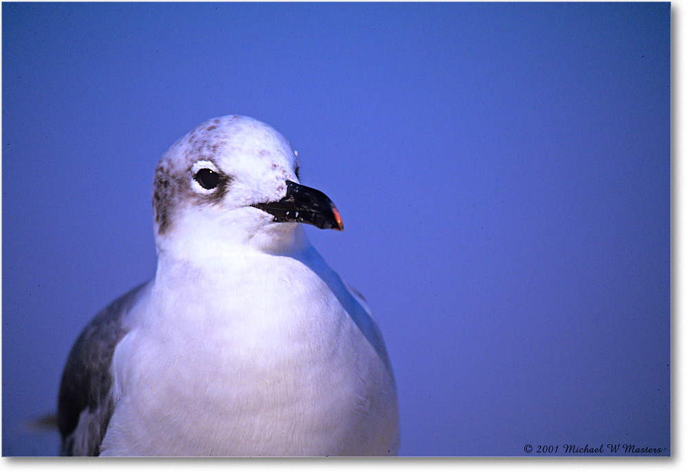 LaughingGull_Assateague_2001Jun_F16 copy