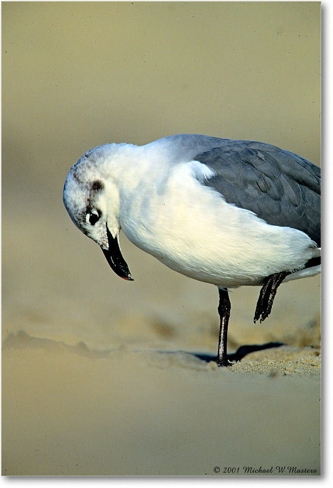 LaughingGull_Assateague_2001Jun_F17 copy
