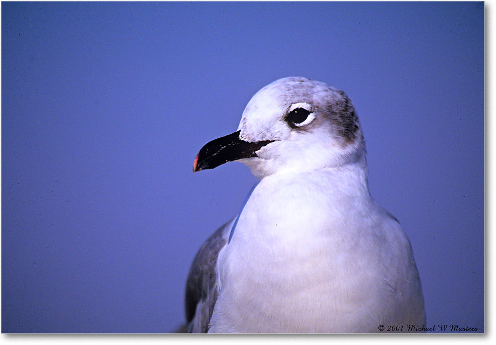 LaughingGull_Assateague_2001Jun_F21 copy