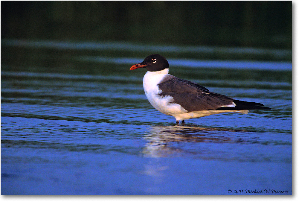 LaughingGull_ChincoNWR_2001Jun_F13 copy