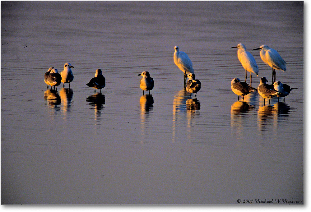 LaughingGullsDawn_ChincoNWR-SC_2001Jun_F36 copy